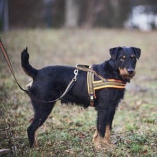 Hundegeschirr Signal