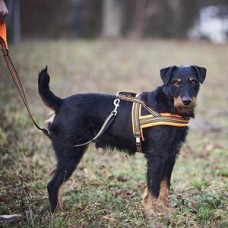 Hundegeschirr Signal