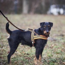 Hundegeschirr Signal