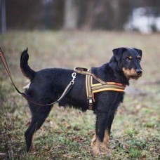 Hundegeschirr Signal