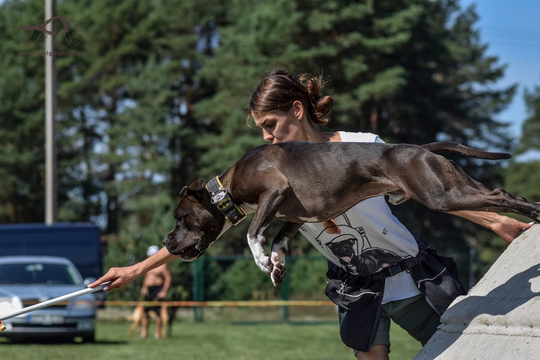 WonderDog šunų akademijos įkūrėjos įžvalgos ir patarimai renkantis šunį 